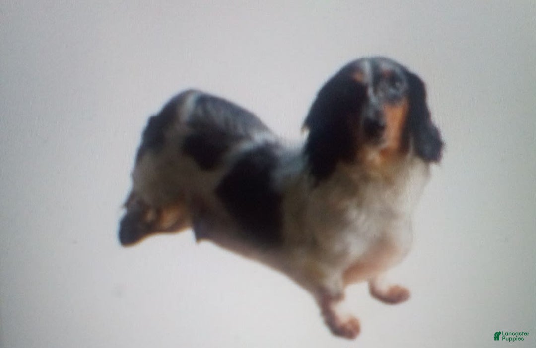 Dachshund dogs for sale: Millie Mae - Image 18