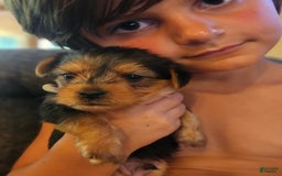 Yorkshire Terrier dogs for sale: Purebred Boy - Image 1