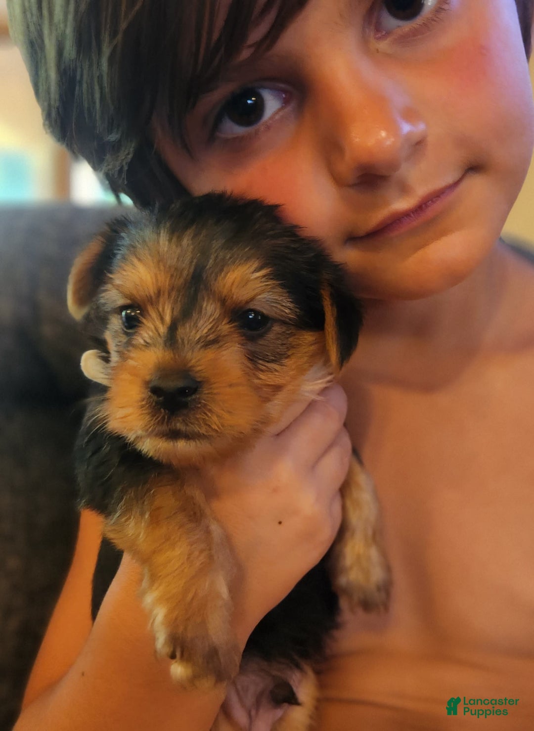 Yorkshire Terrier dogs for sale: Purebred Boy - Image 1