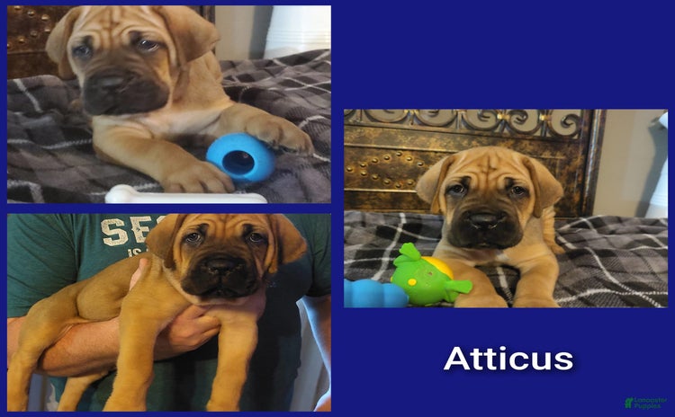 Cane Corso dogs for sale - Ad 1