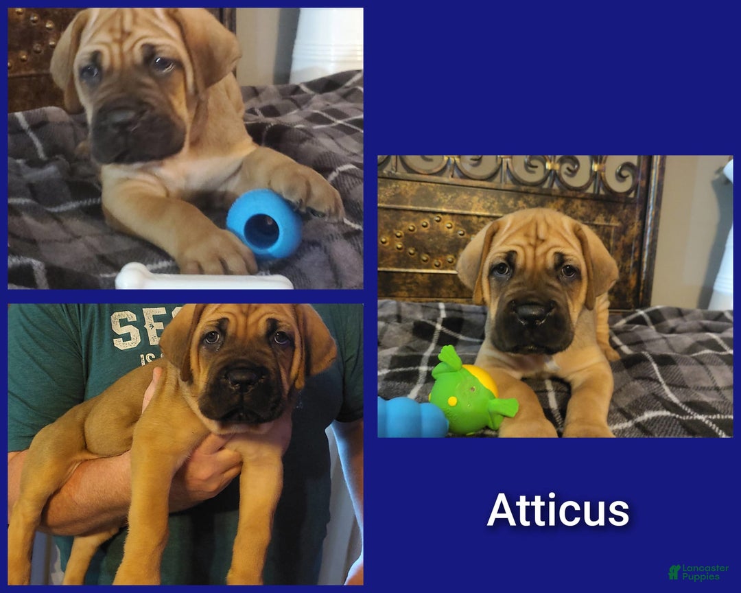 Cane Corso dogs for sale: Atticus - Image 1