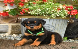 Rottweiler dogs for sale: Rottweiler 8 puppies - Image 9