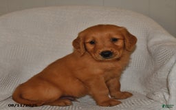 Golden Retriever dogs for sale: Tucker - Image 3