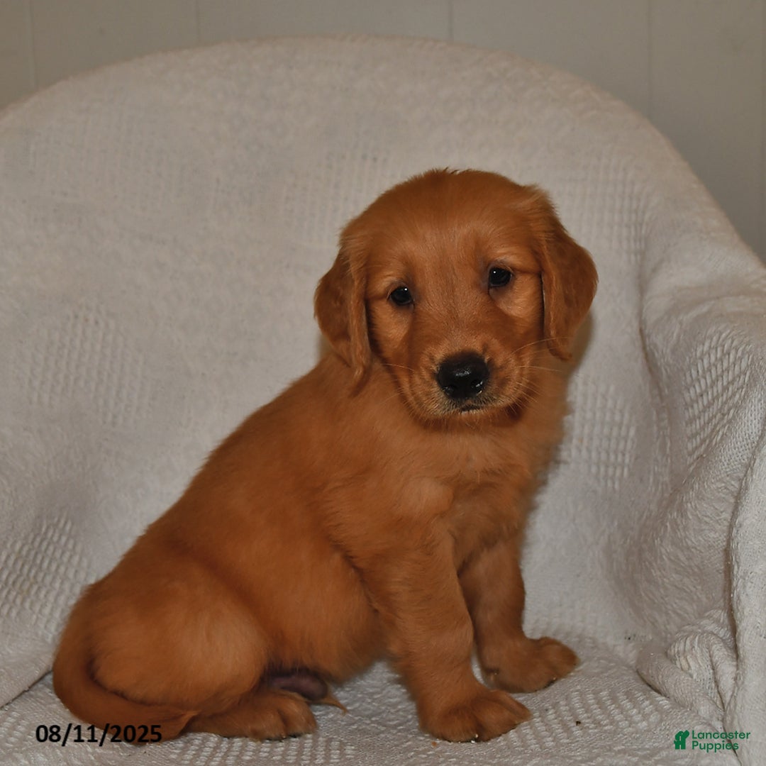 Golden Retriever dogs for sale: Tucker - Image 3