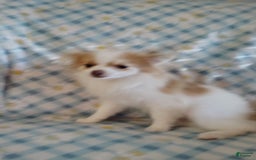 Pomeranian dogs for sale: Cheyenne - Image 3