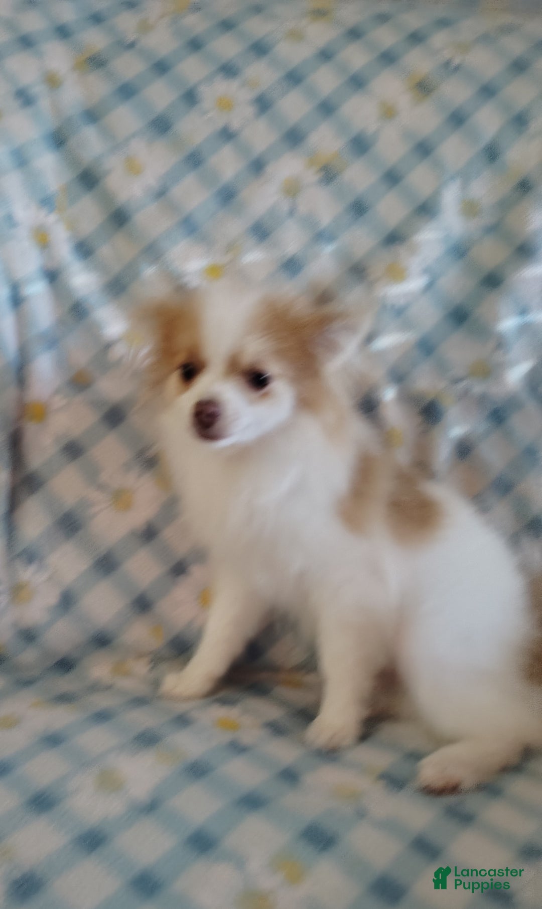 Pomeranian dogs for sale: Cheyenne - Image 3