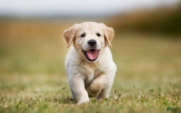 Akbash Dog dogs for sale: Akbash Dog Puppy 7 - Image 3