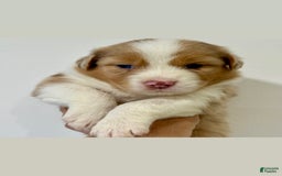 Australian Shepherd dogs for sale: Chuck - Image 1