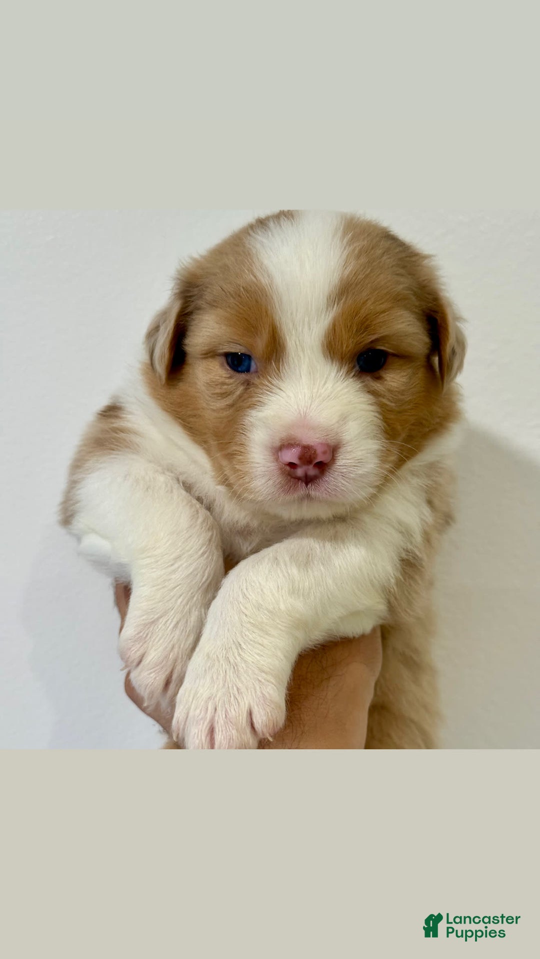 Australian Shepherd dogs for sale: Chuck - Image 1