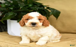 Mini Goldendoodle dogs for sale: Hero - Image 5