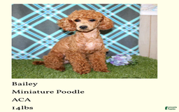 Miniature Poodle dogs for sale: Velcro - Image 12