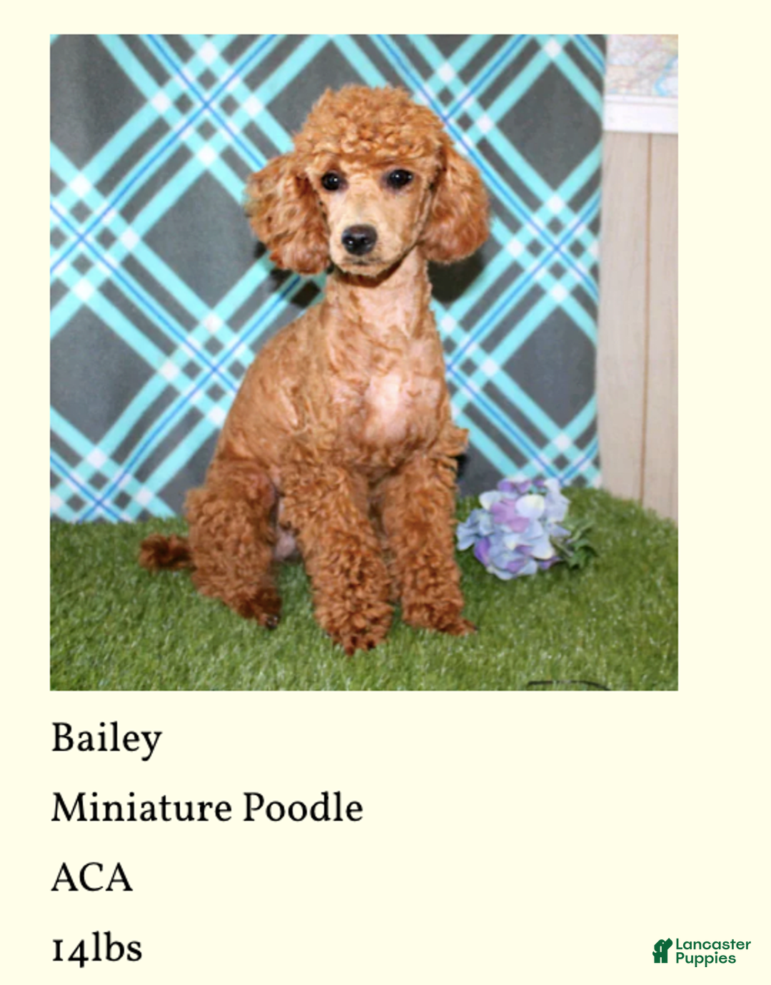 Miniature Poodle dogs for sale: Velcro - Image 12