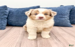 Australian Shepherd dogs for sale: Oliver - Image 4