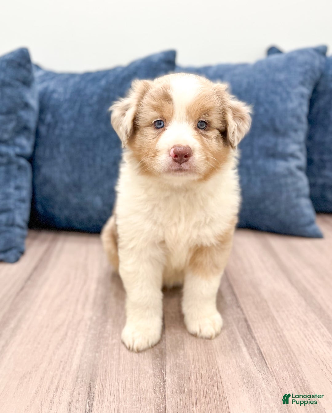 Australian Shepherd dogs for sale: Oliver - Image 4