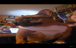 French Bulldog dogs for sale: Raider - Image 15