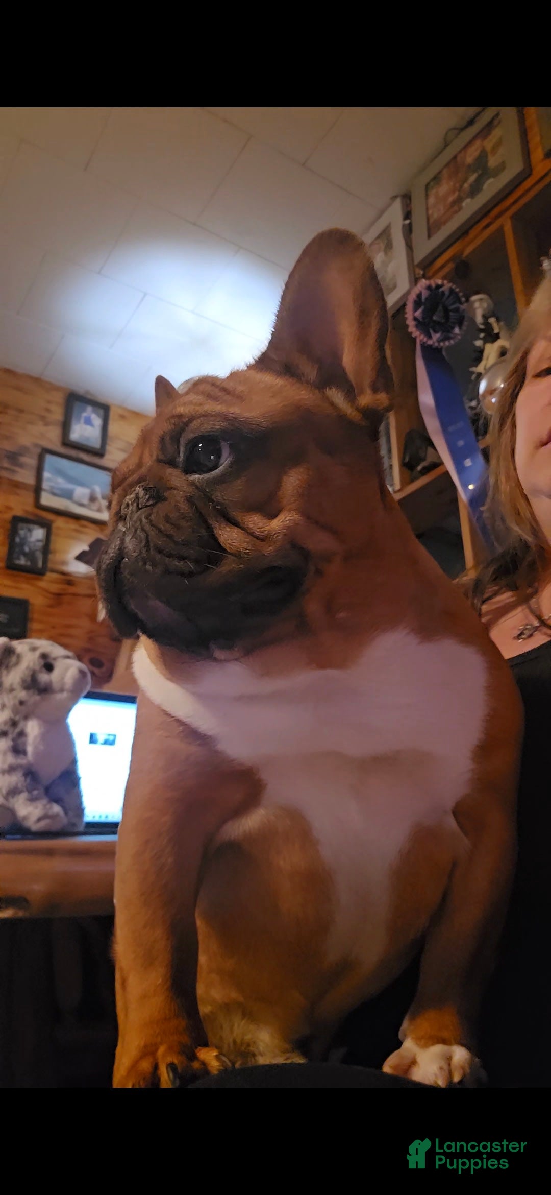 French Bulldog dogs for sale: Raider - Image 15