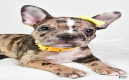 Frenchton dogs for sale: Freddy - Image 10