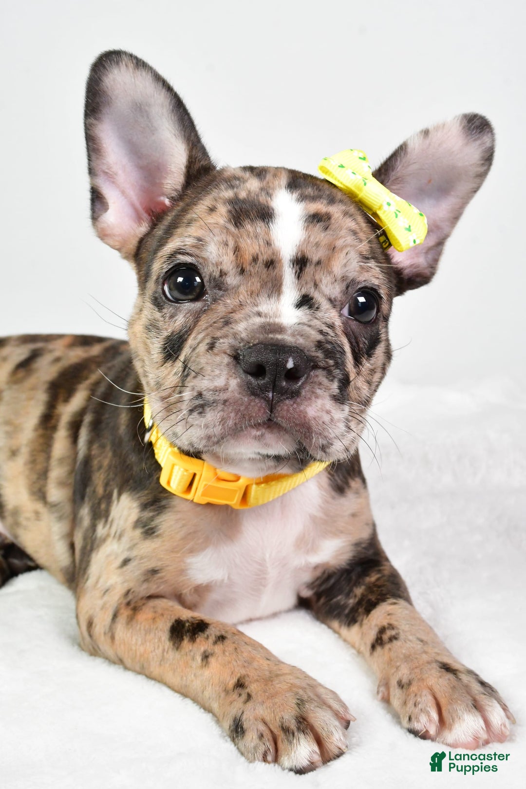 Frenchton dogs for sale: Freddy - Image 10