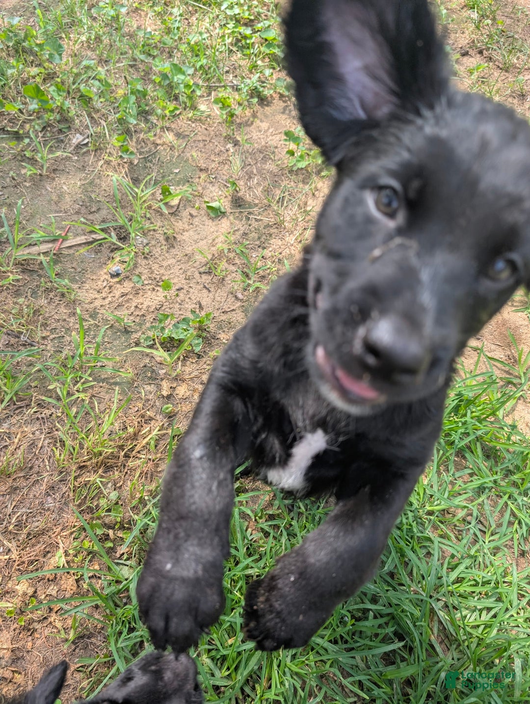 Labrador Retriever dogs for sale: Puppy 8 - Image 1