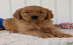 Golden Retriever dogs for sale: Daisy - Image 17