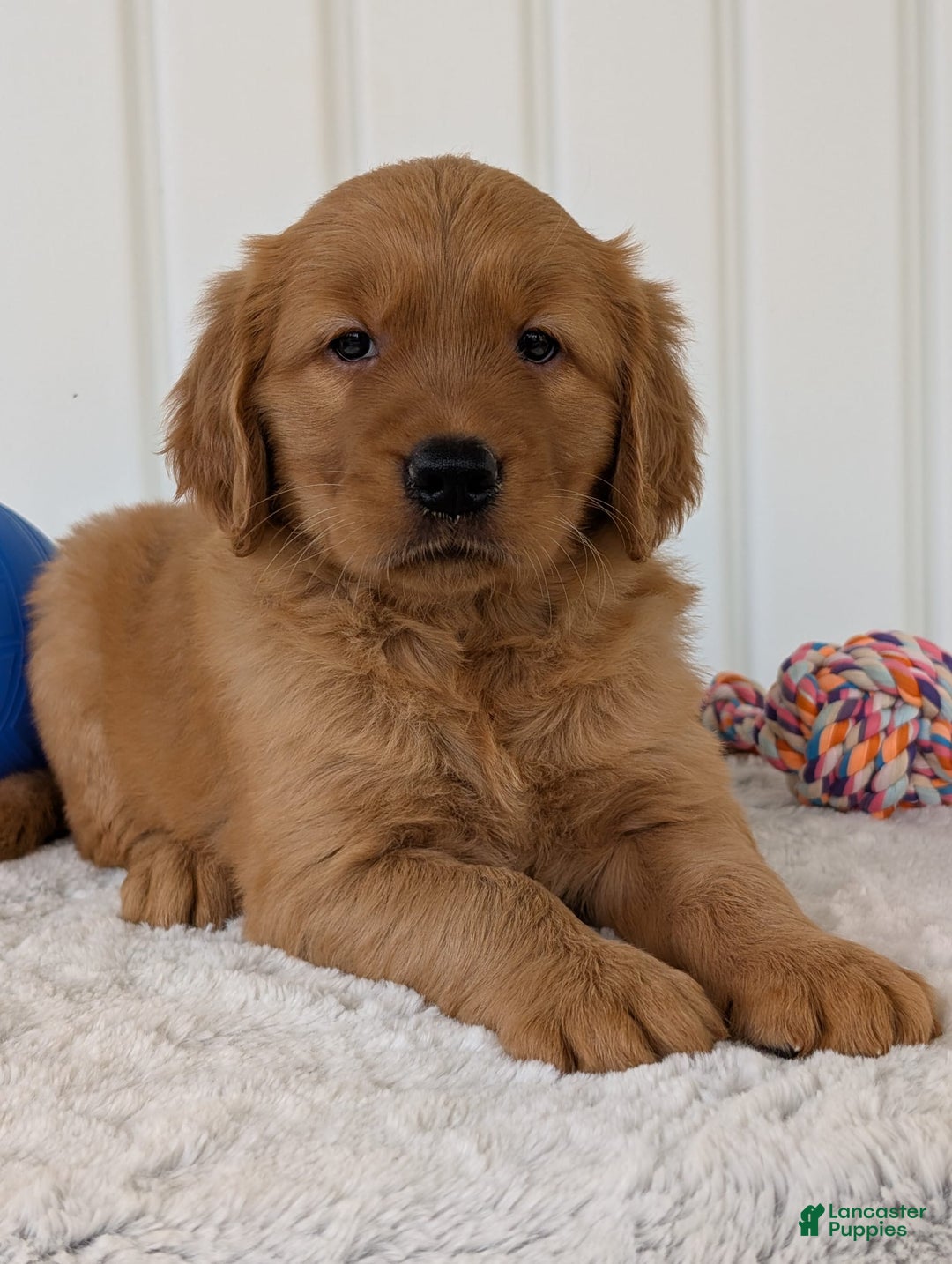 Golden Retriever dogs for sale: Daisy - Image 17