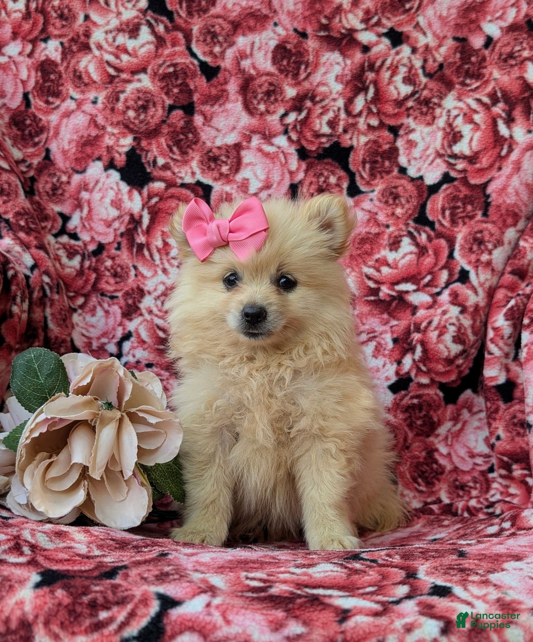Pomeranian dogs for sale: Kelley Genetic Testing 9 lbs full grown - Image 5
