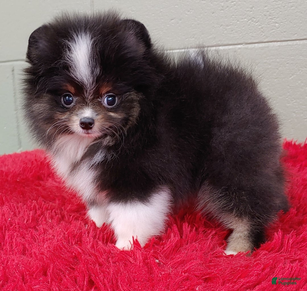 Pomeranian dogs for sale: Yovanni - Image 1