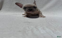 French Bulldog dogs for sale: Nigel - Image 8