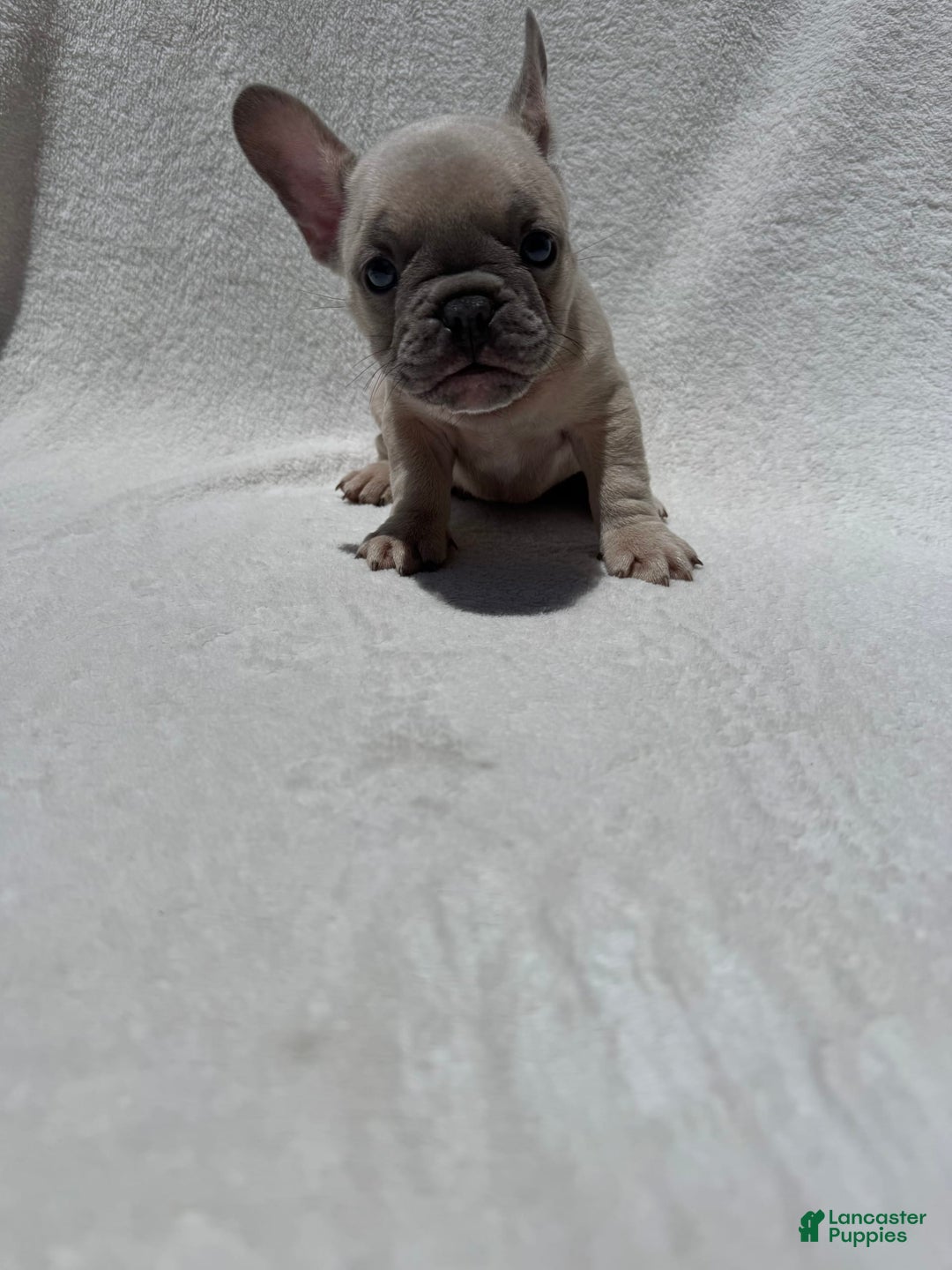 French Bulldog dogs for sale: Nigel - Image 8