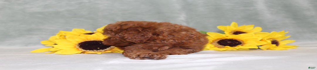Velcro