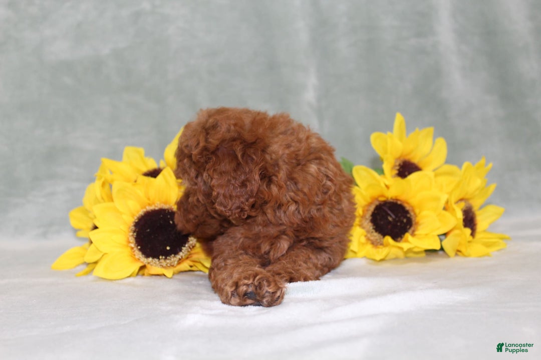 Miniature Poodle dogs for sale: Velcro - Image 11