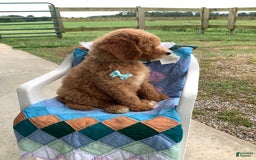 Goldendoodle dogs for sale: Kobe F2b - Image 14
