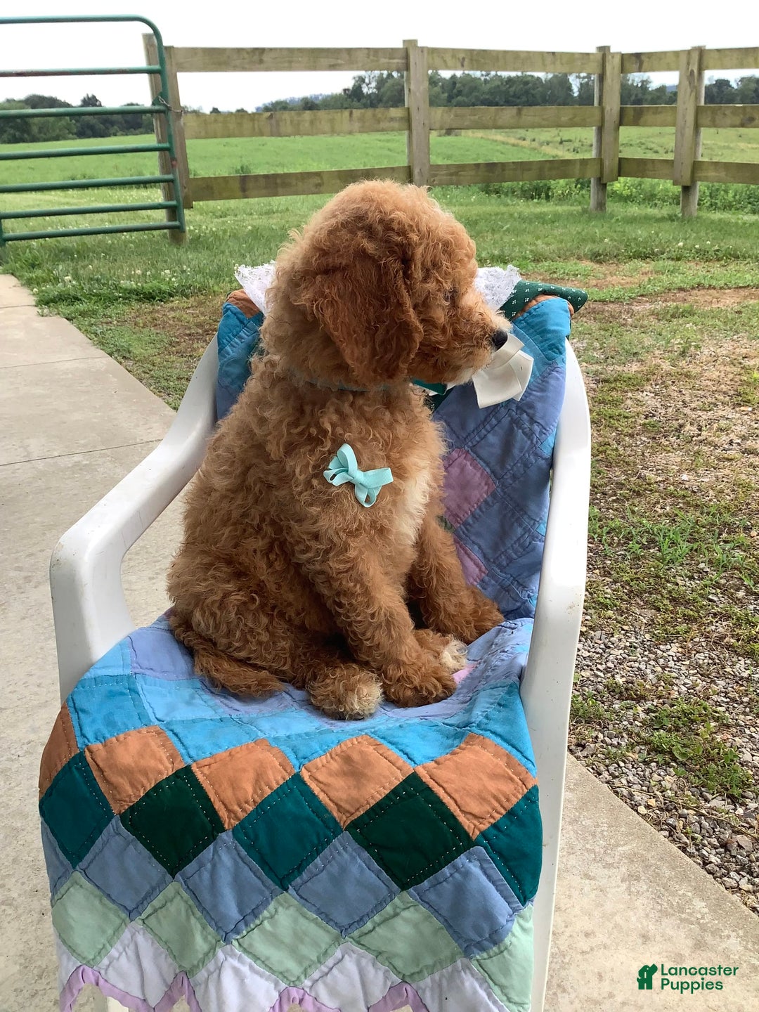 Goldendoodle dogs for sale: Kobe F2b - Image 14