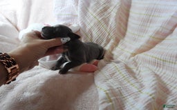 Great Dane dogs for sale: Sky - Image 1