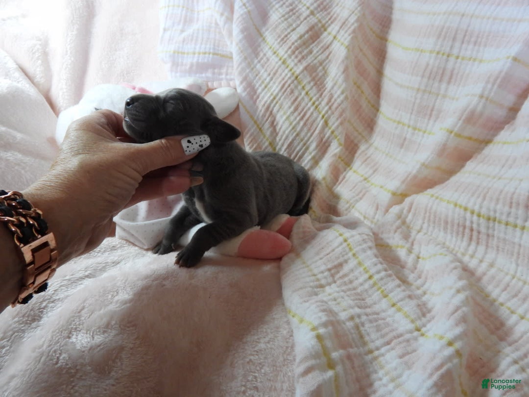 Great Dane dogs for sale: Sky - Image 1