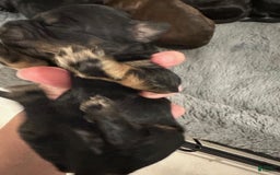 Mini Goldendoodle dogs for sale: Males Litter 2 - Image 15