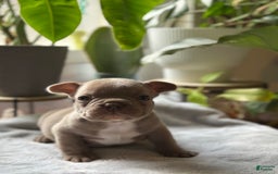 French Bulldog dogs for sale: Amaya Papaya - Image 3