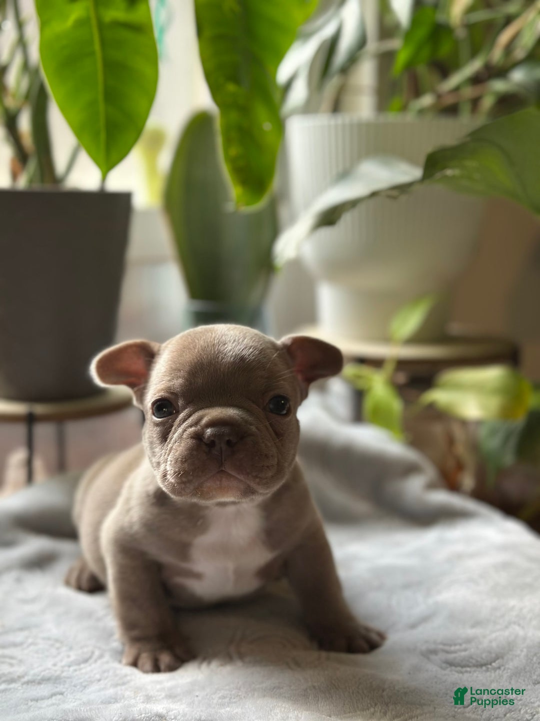 French Bulldog dogs for sale: Amaya Papaya - Image 3