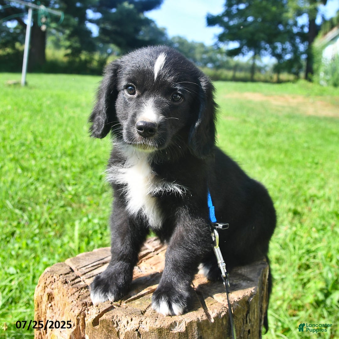 Golden Retriever dogs for sale: Toby - Image 1