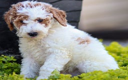 Standard Poodle dogs for sale: Rail - Image 10