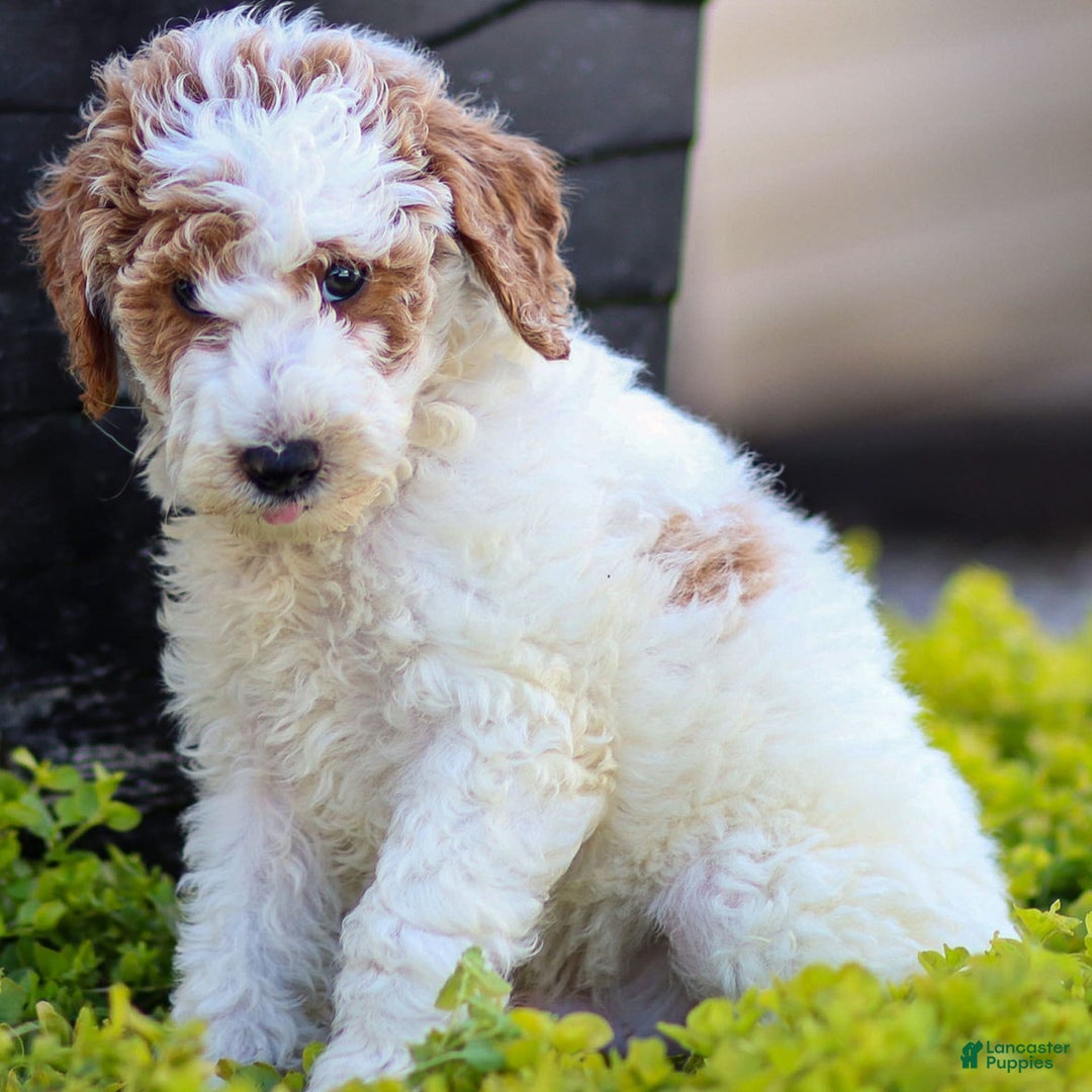 Standard Poodle dogs for sale: Rail - Image 10