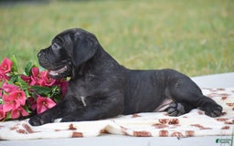 Cane Corso dogs for sale: River - Image 2