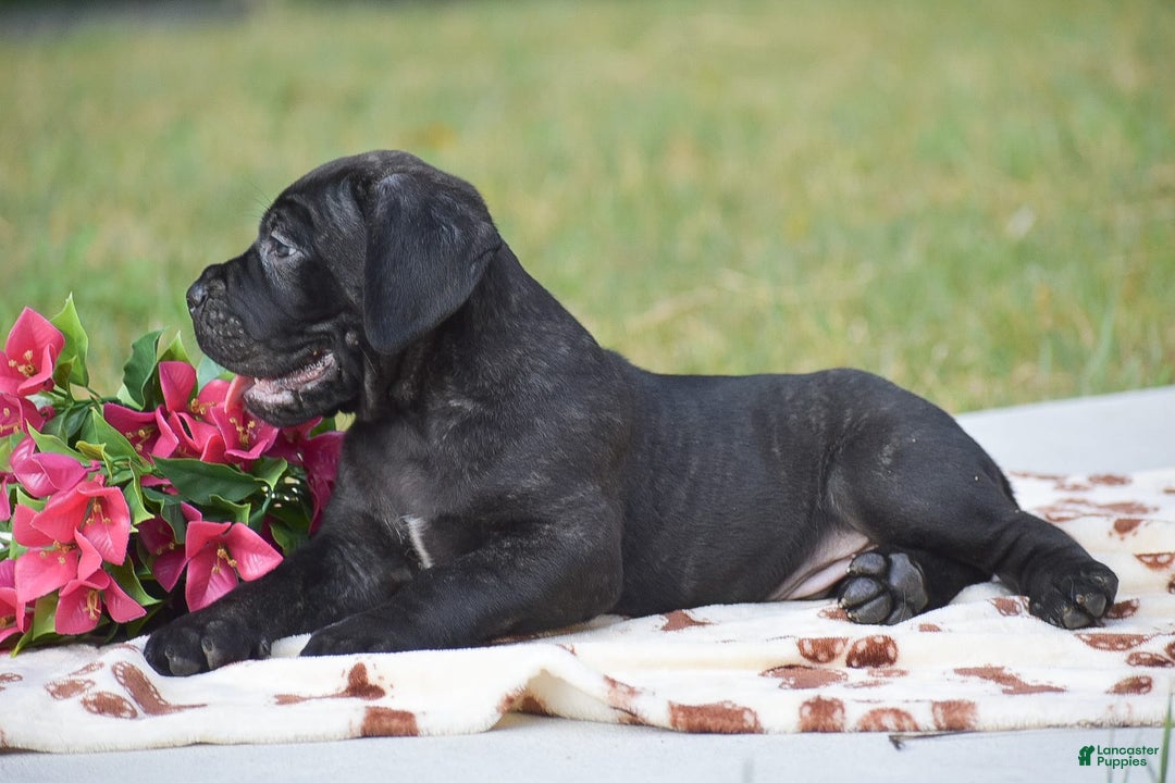 Cane Corso dogs for sale: River - Image 2