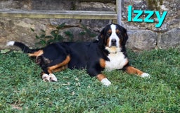 Bernedoodle dogs for sale: Gray Boy - Image 2