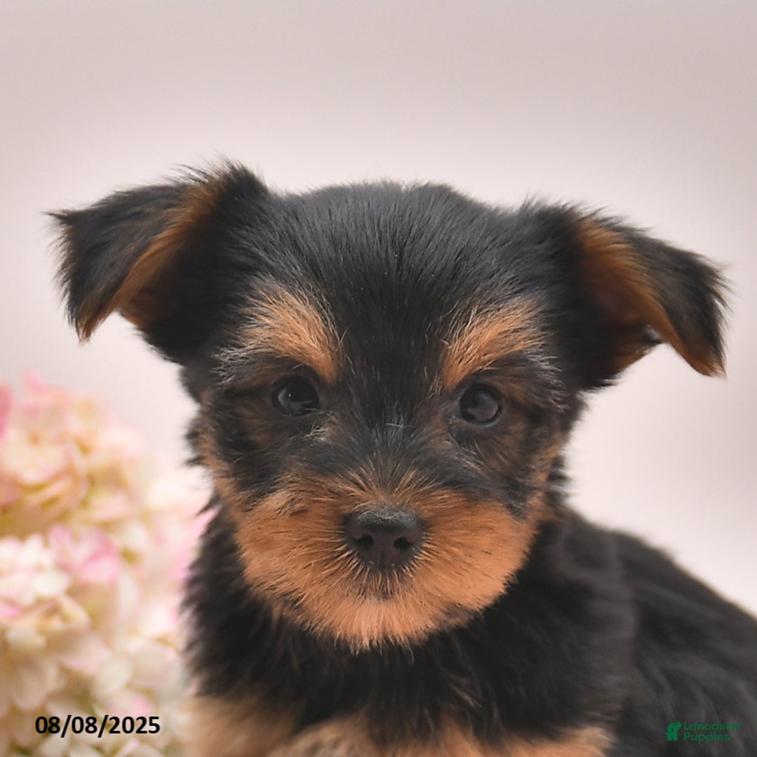 Yorkshire Terrier dogs for sale: Regina - Image 3