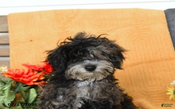 Miniature Poodle dogs for sale: Oakley - Image 8