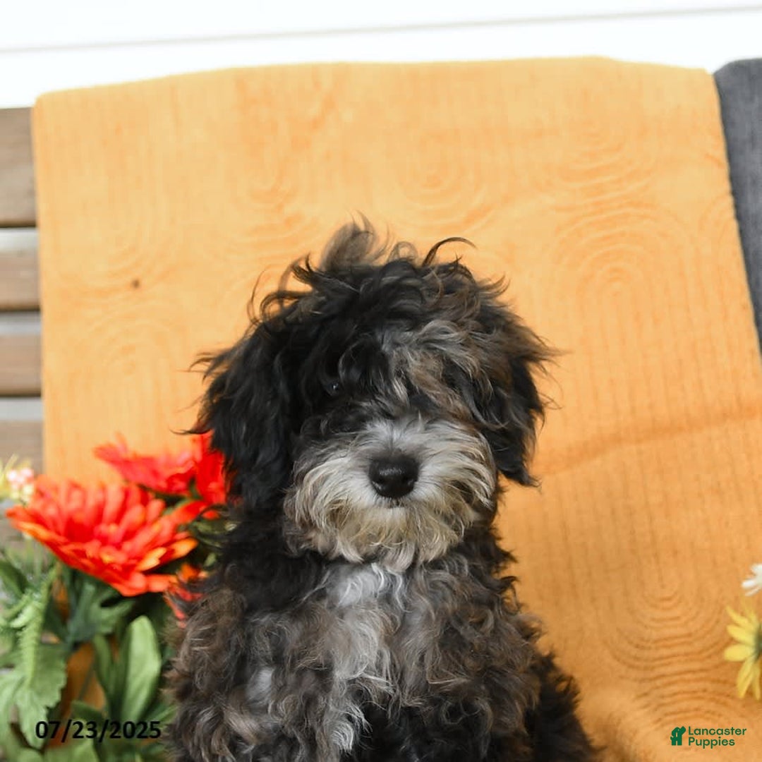Miniature Poodle dogs for sale: Oakley - Image 8