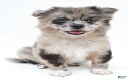 Pomeranian dogs for sale: Daisy - Image 8