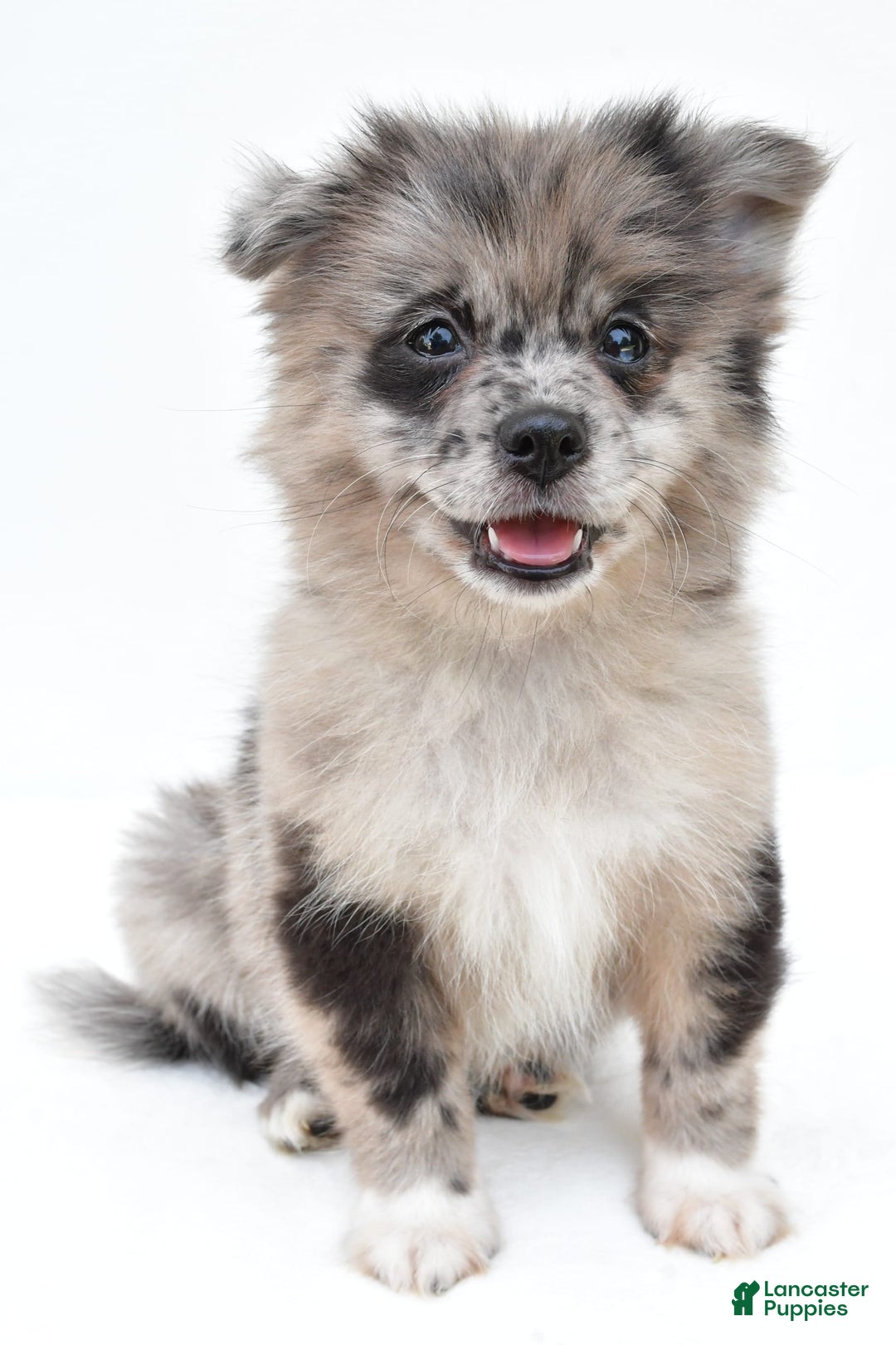 Pomeranian dogs for sale: Daisy - Image 8