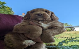 Goldendoodle dogs for sale: Barbie - Image 4